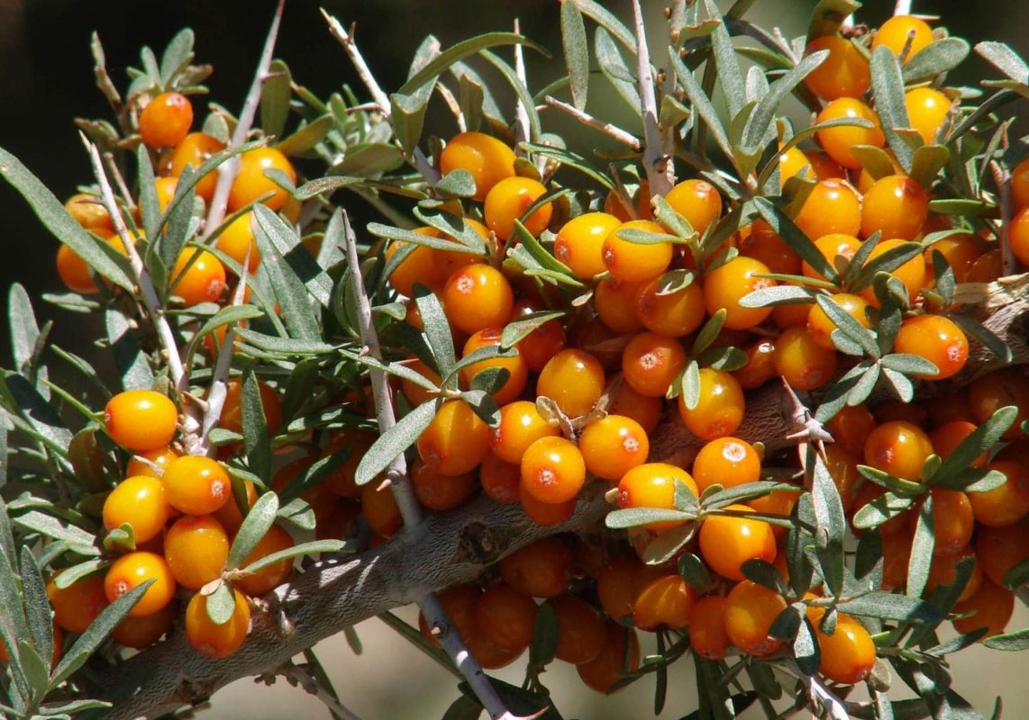 Cătina albă, o comoară a Deltei 224037