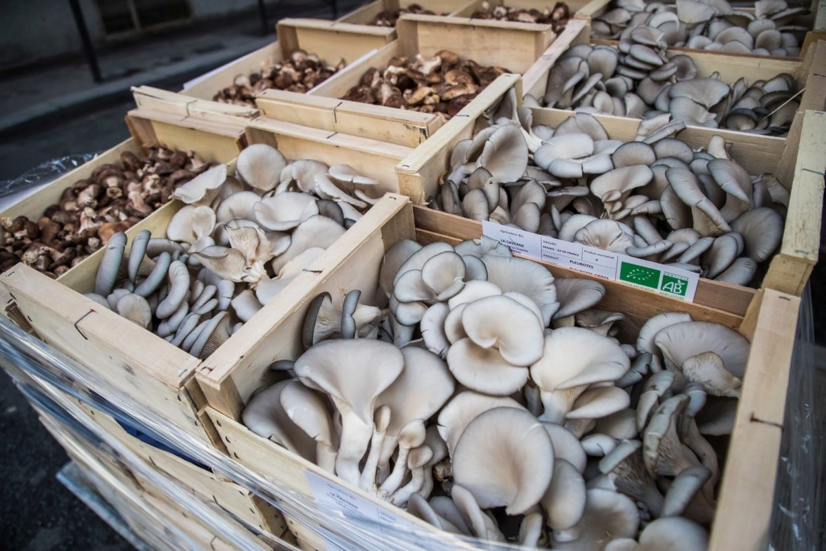 Primele premii UE pentru sectorul alimentar ecologic  227600