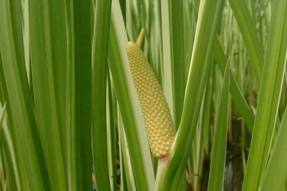 Tratamente cu preparate din obligeană  230155