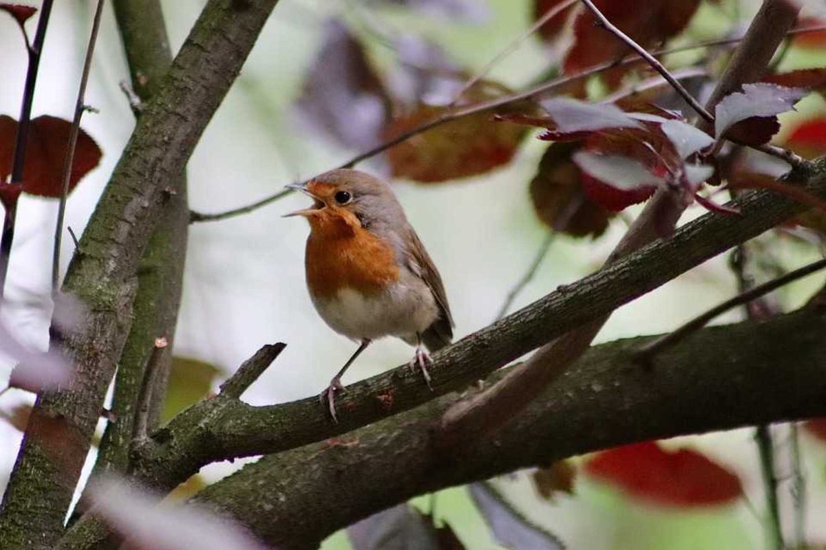 Ciripitul păsărilor ca terapie  232738