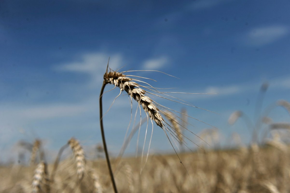 Peste un milion de hectare arse de secetă 233285