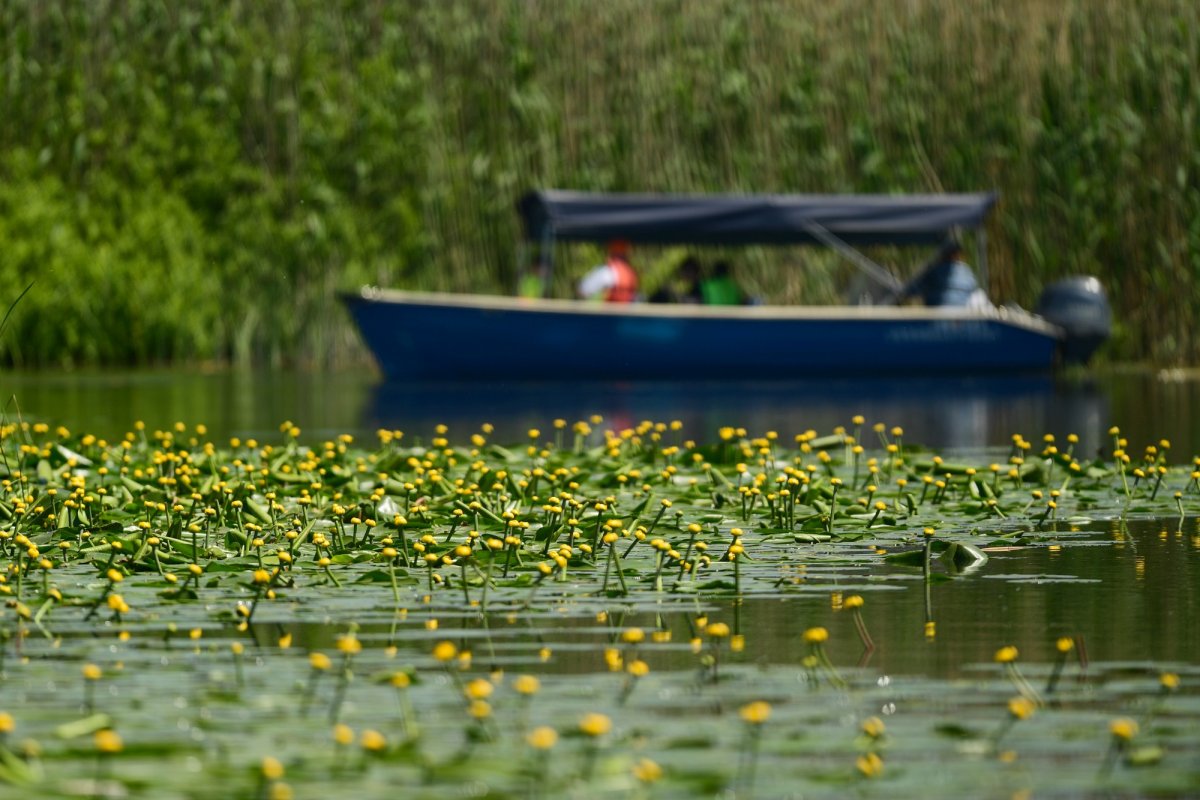 Siturile naturale UNESCO din România, valori universale 234266