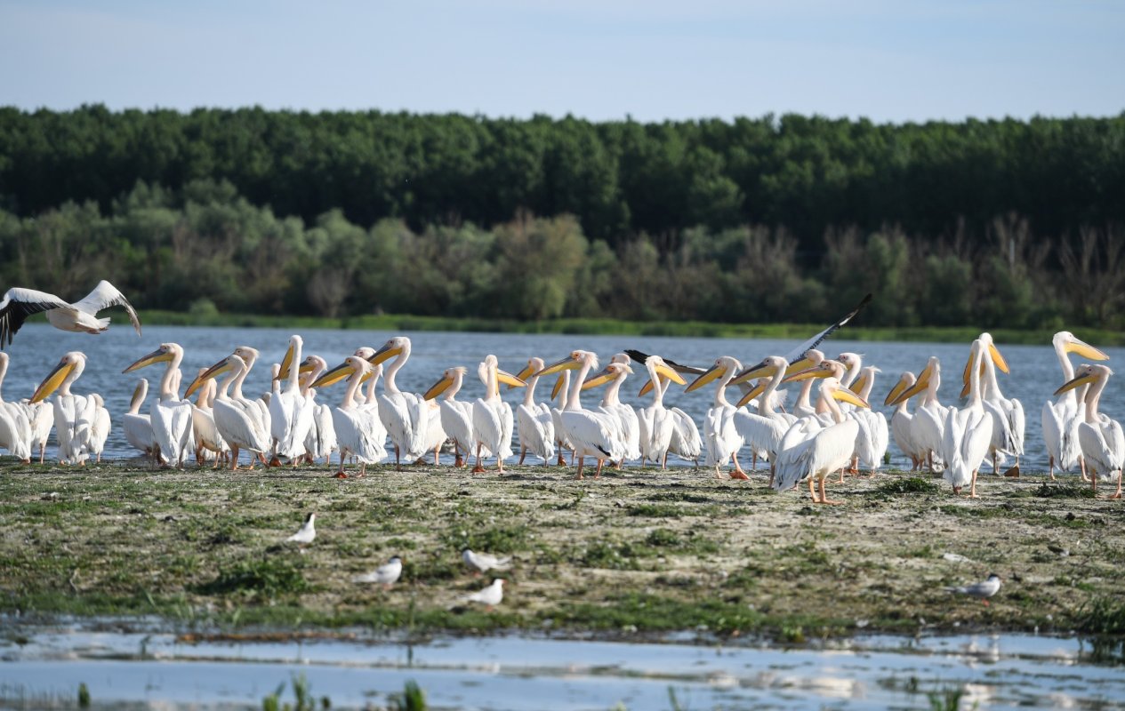 Siturile naturale UNESCO din România, valori universale 234267