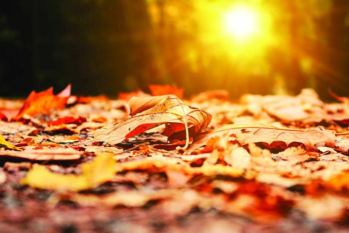 Petale de Lumină 234632