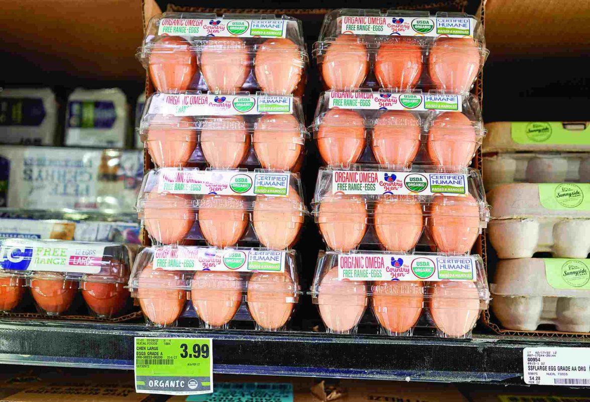 Restricții la ouă în Marea Britanie 234640