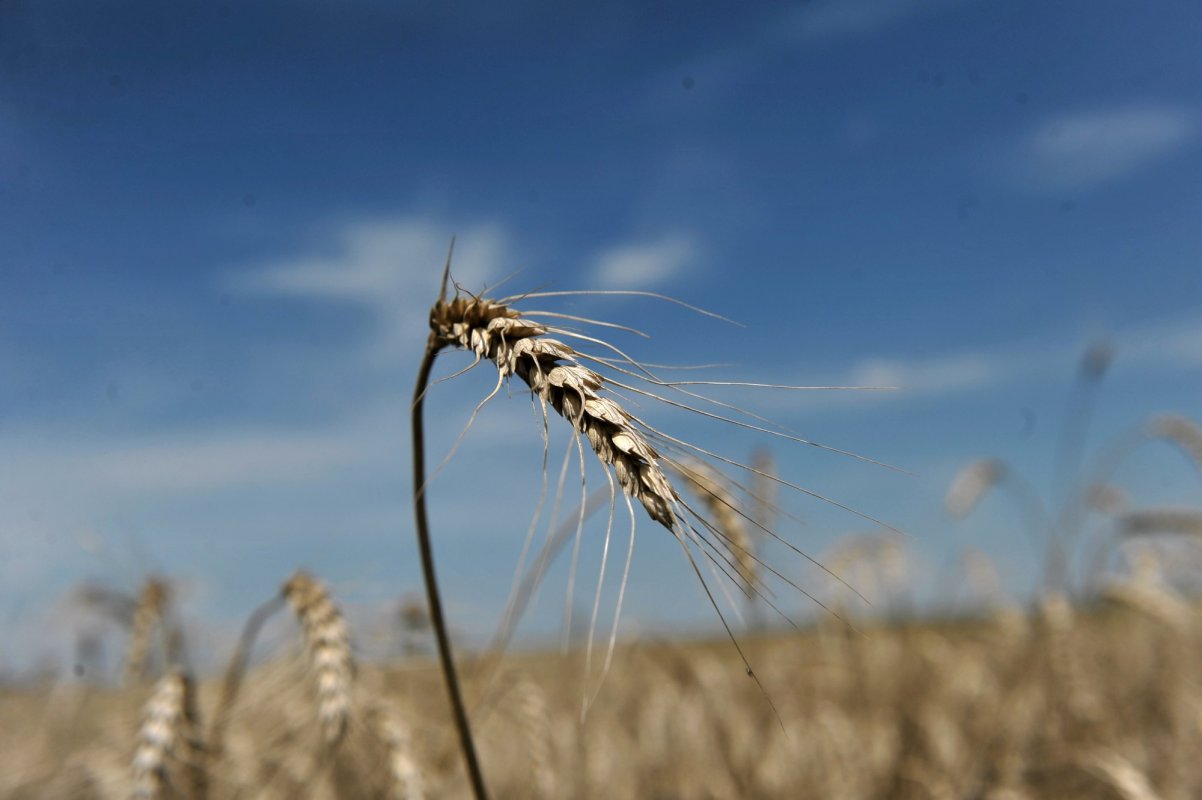 Despăgubiri pentru culturile de toamnă afectate de secetă 234821