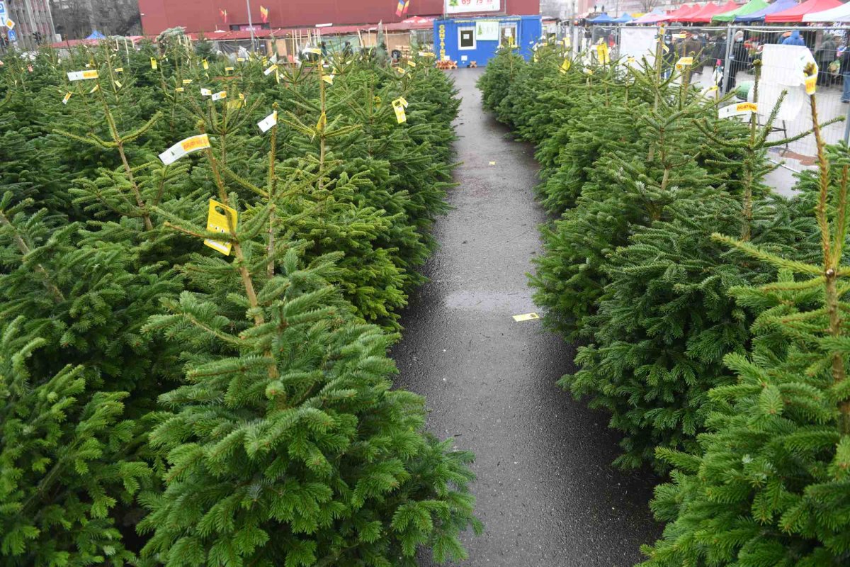 Brazi în piețele din Arad 236672