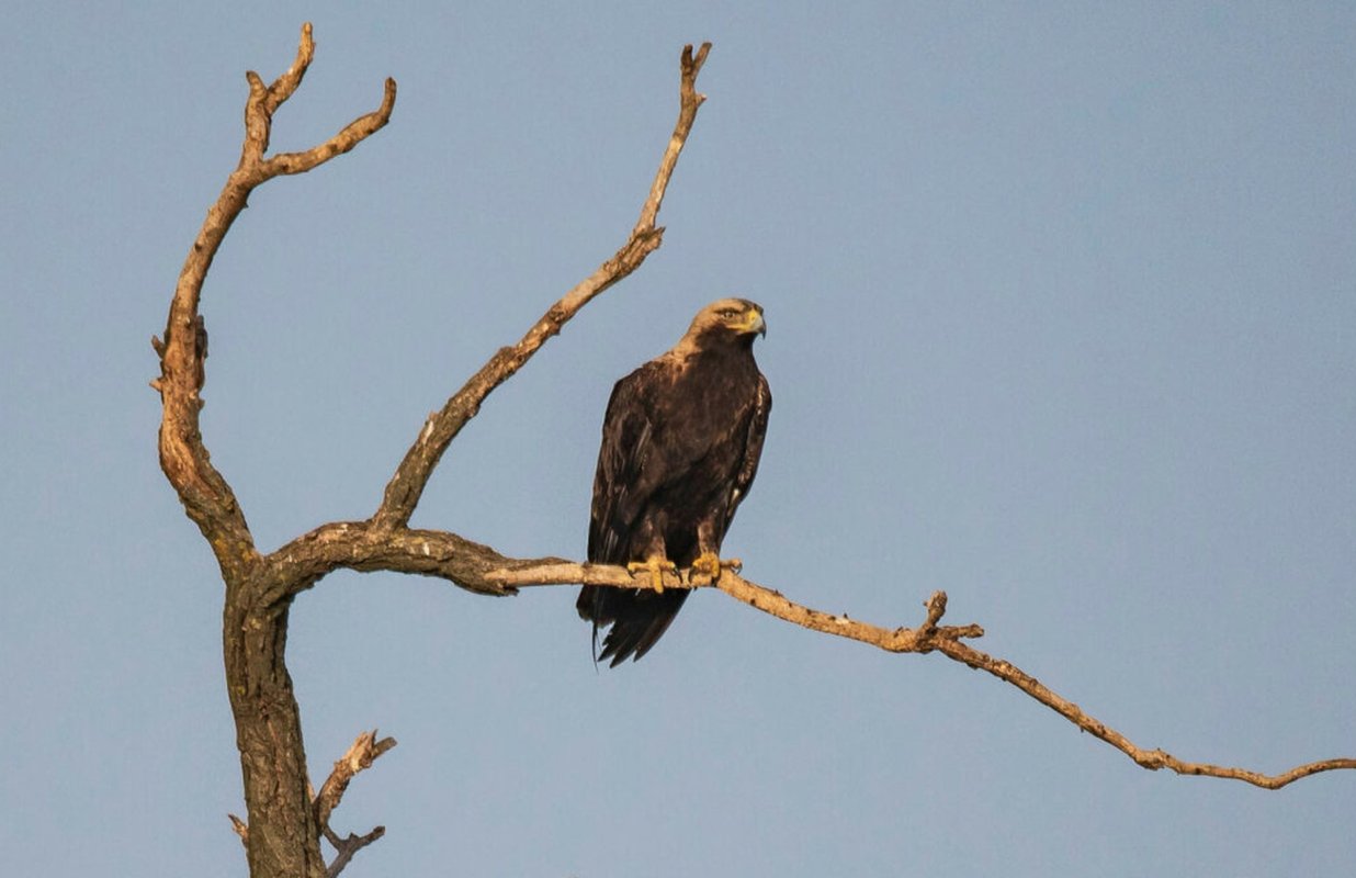 Păsări în pericol de dispariție 236801