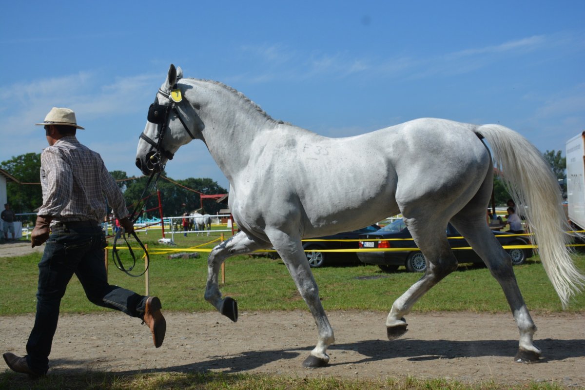 Caii lipițani, element de patrimoniu UNESCO aproape necunoscut 238602