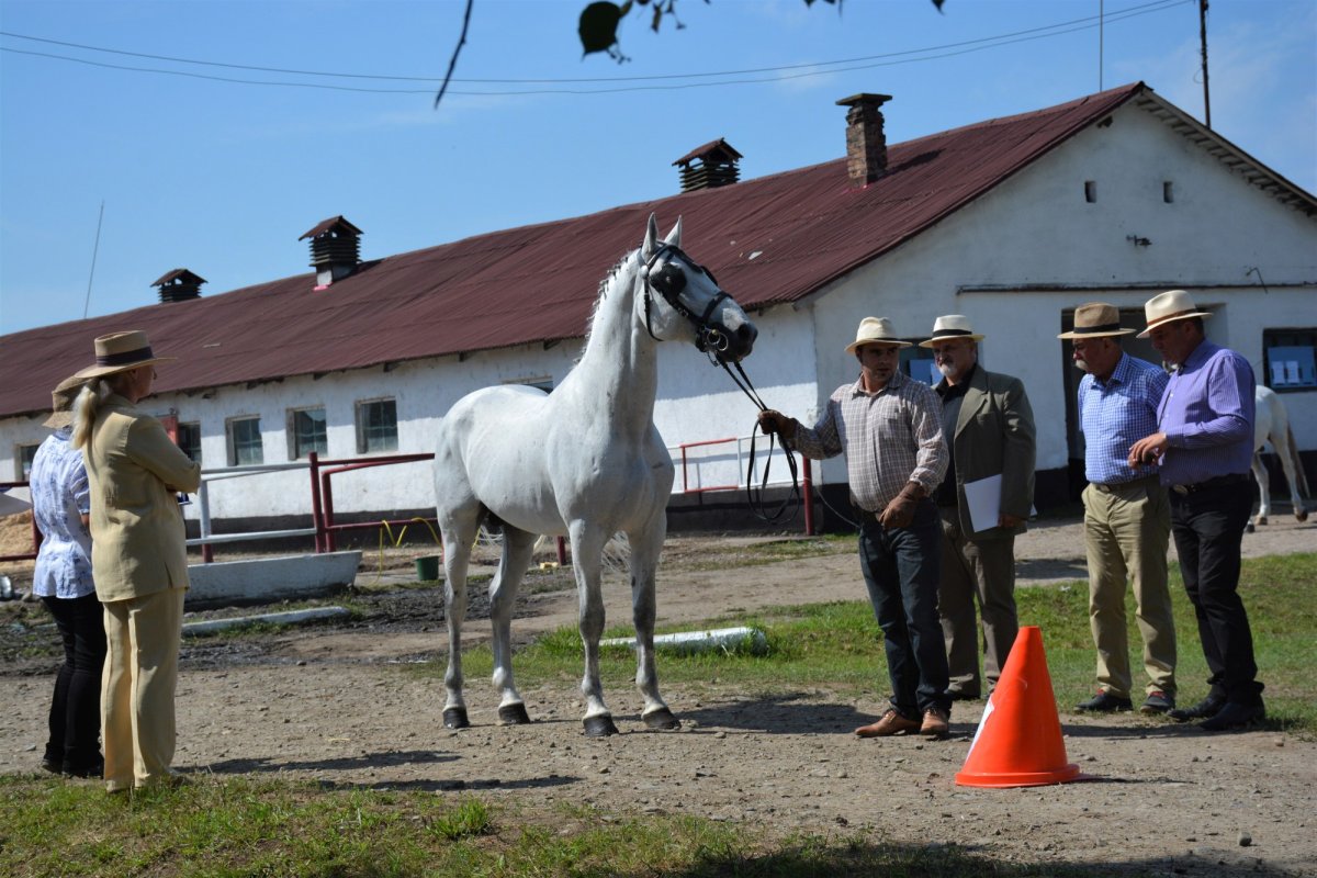 Caii lipițani, element de patrimoniu UNESCO aproape necunoscut 238603