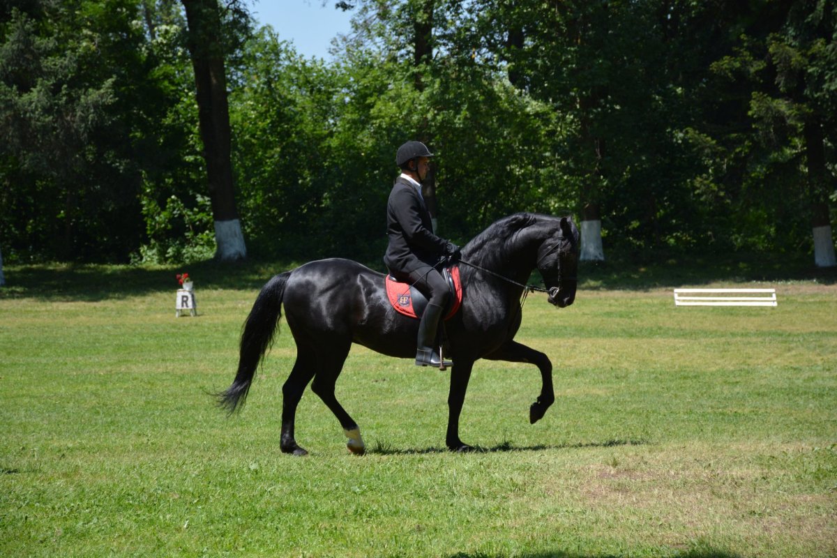 Caii lipițani, element de patrimoniu UNESCO aproape necunoscut 238604
