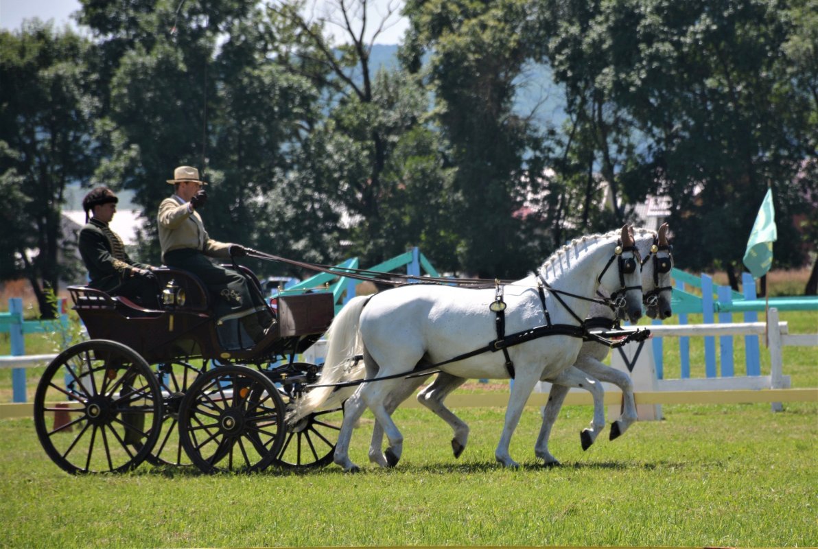 Caii lipițani, element de patrimoniu UNESCO aproape necunoscut 238605