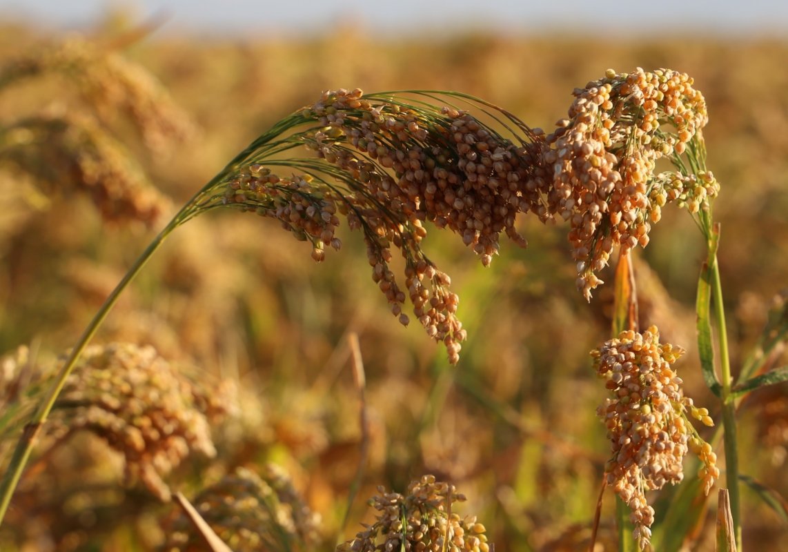 2023 - Anul internaţional al meiului 240906