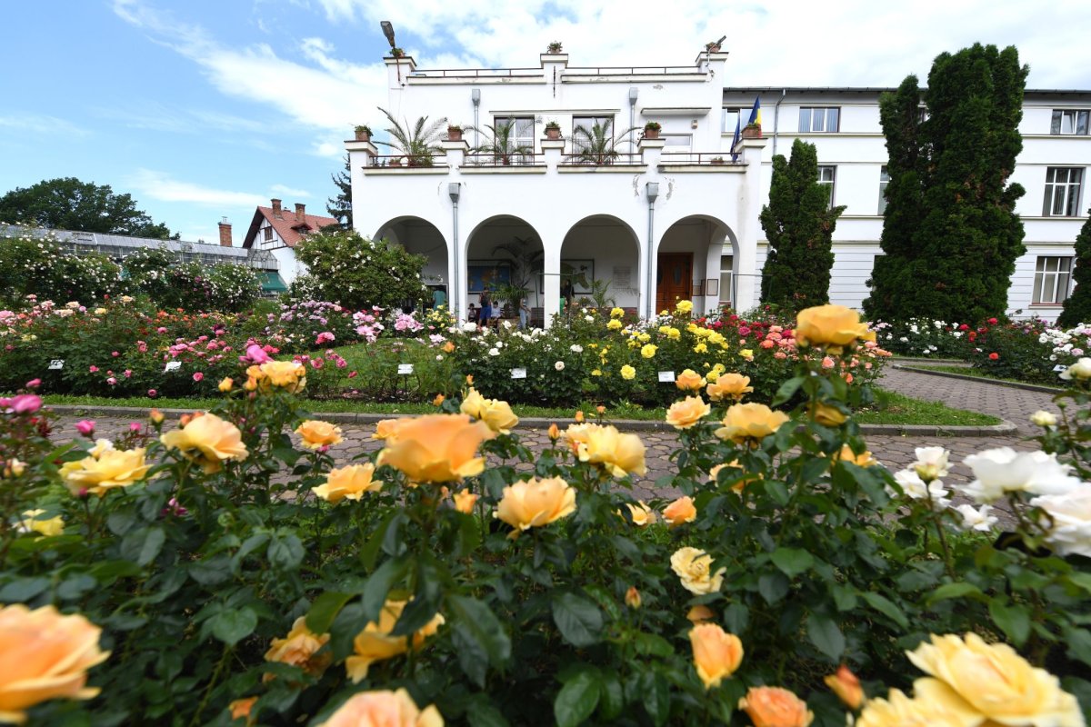 Buget de 3 miliarde de lei pentru panouri solare  243127