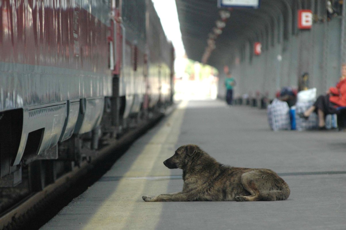 Cum să reacționăm în fața câinilor agresivi 243125