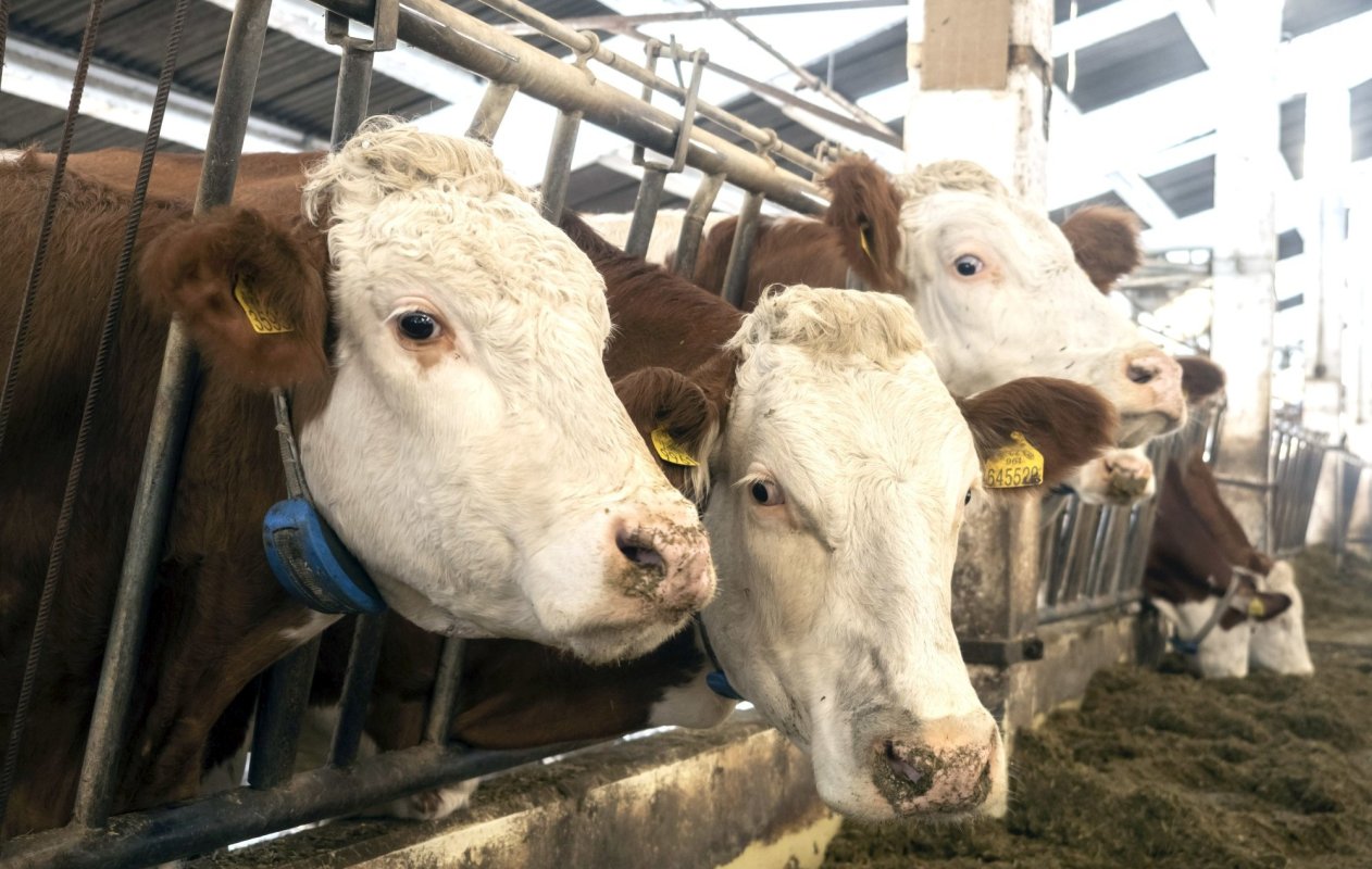 Sprijin pentru crescătorii de animale 244417