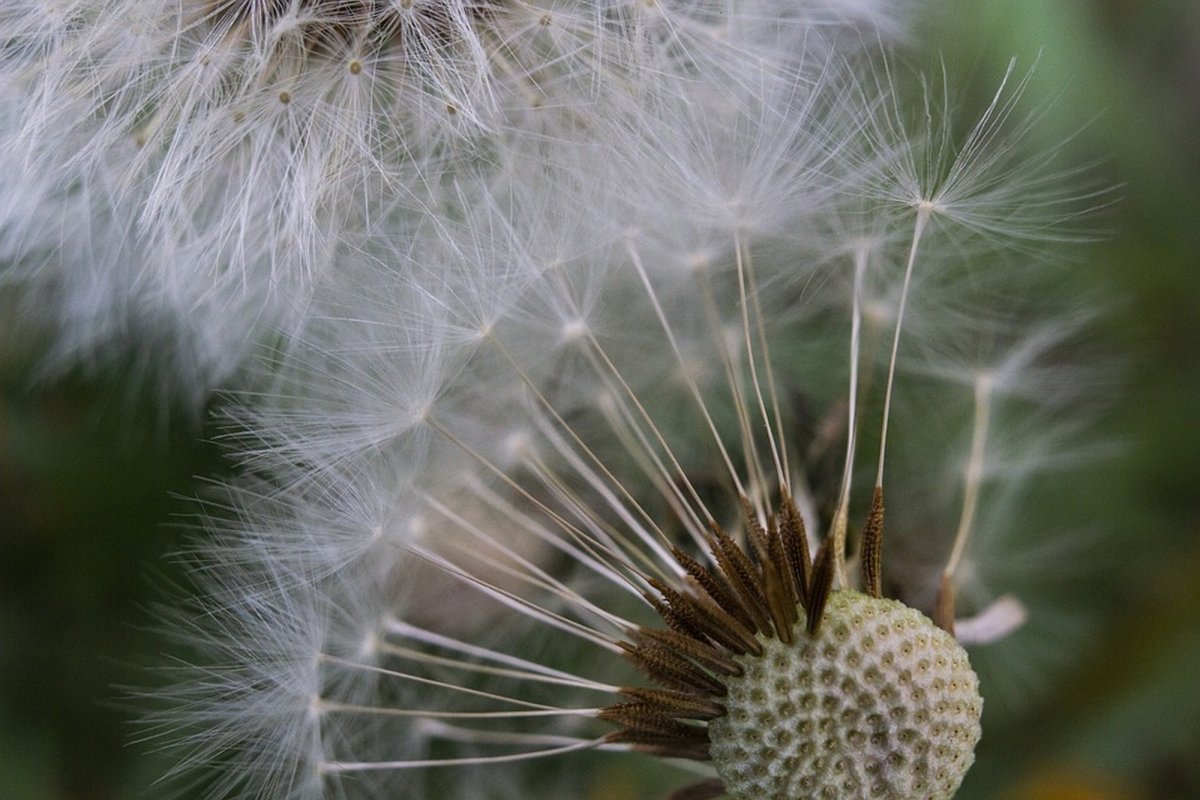 Mirese zburând (2) 247053