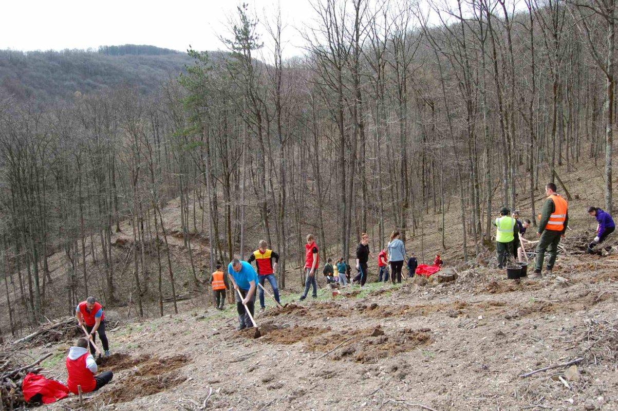 O sută de puieţi pentru fiecare şcoală 247778