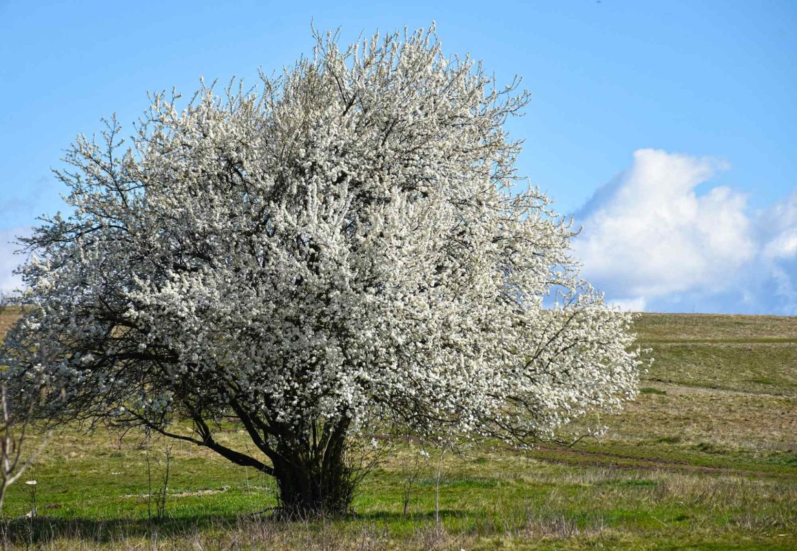 Sfințirea ansamblului parohial din cartierul clujean Borhanci 248386