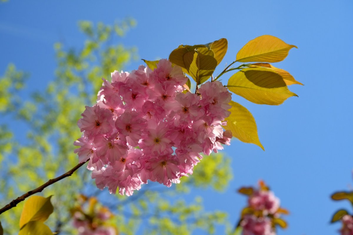 Sclipirile Luminii 248760