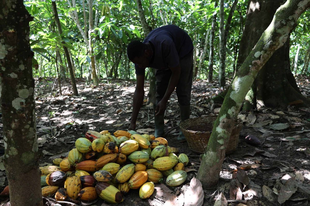 UE oprește importul produselor de pe terenuri defrișate 251987