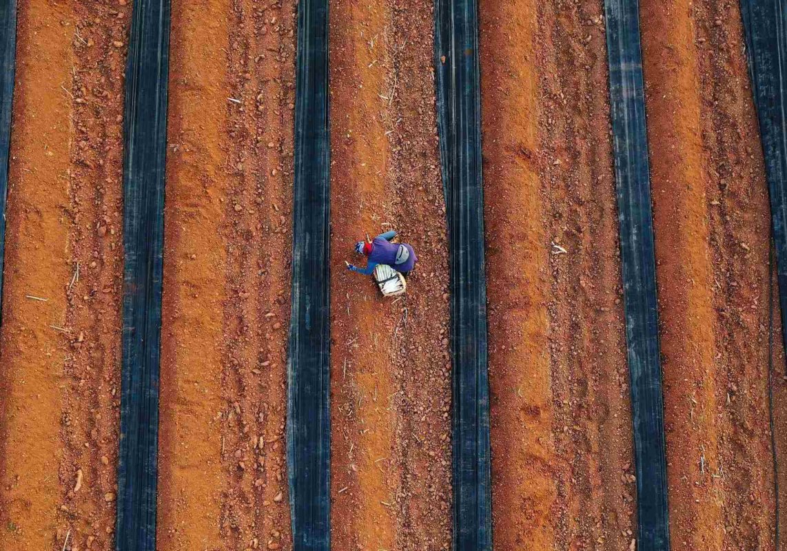 Vize britanice pentru lucrătorii sezonieri  254970