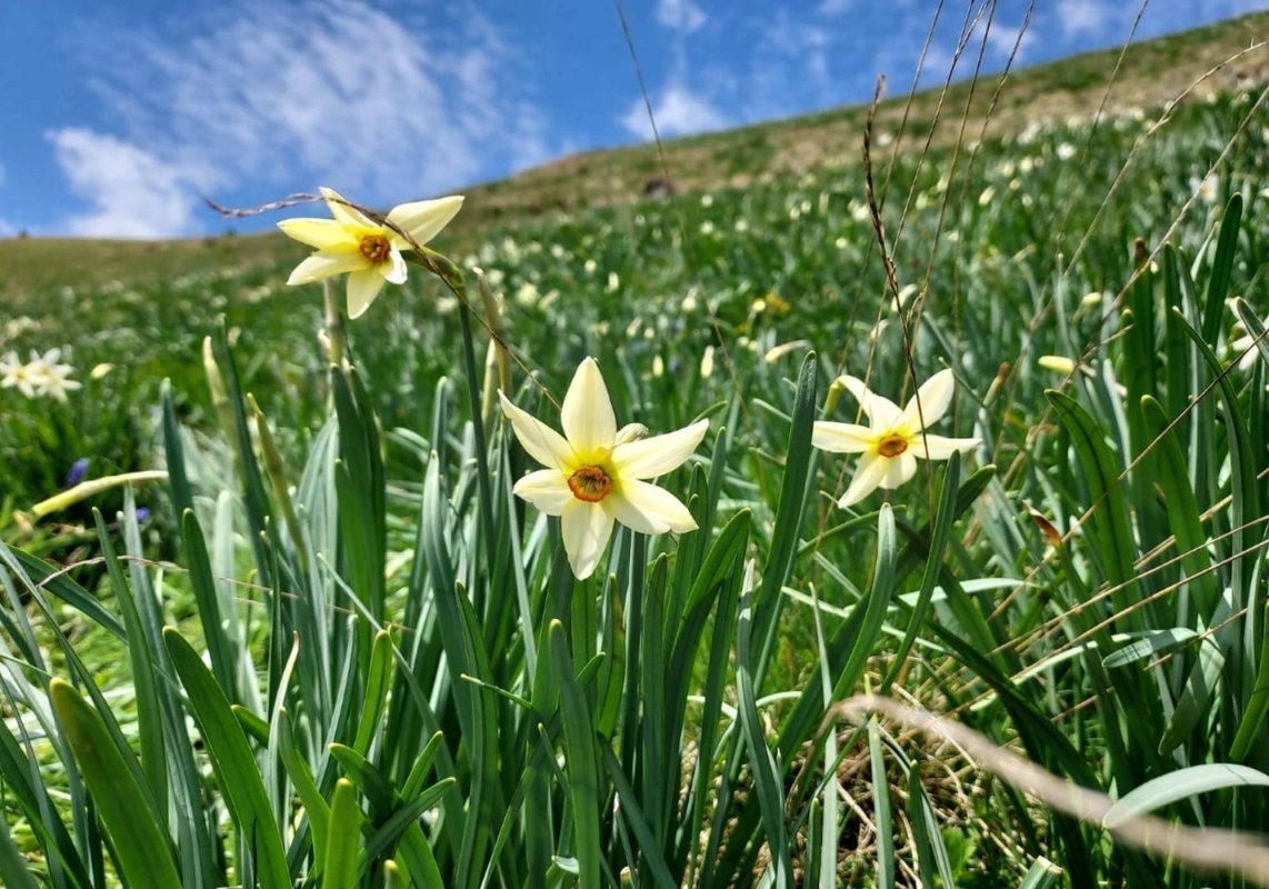 Au înflorit narcisele din Munții Rodnei 255189