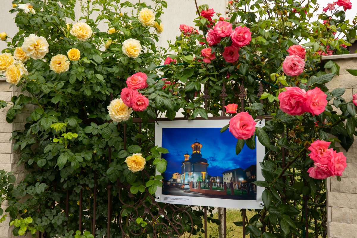 Cinstirea Sfântului Mărturisitor Ioan Rusul în Capitală 255796