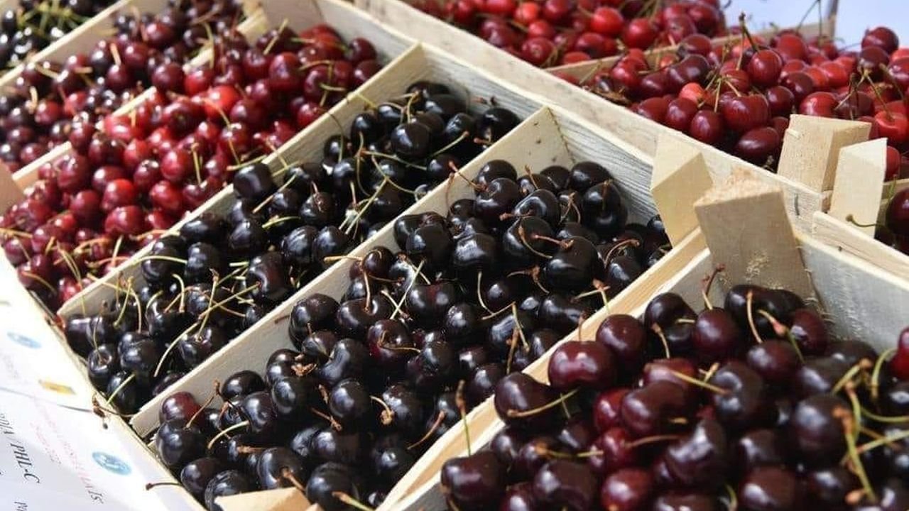 Cireşele de mai vor fi culese la 1 iunie 256159