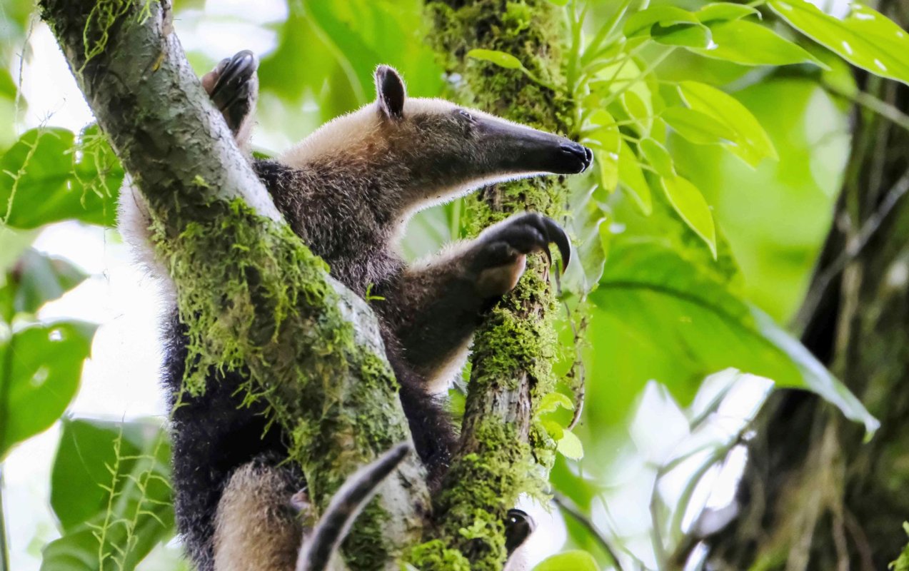 „Alertă drastică” privind erodarea globală a biodiversităţii 256826