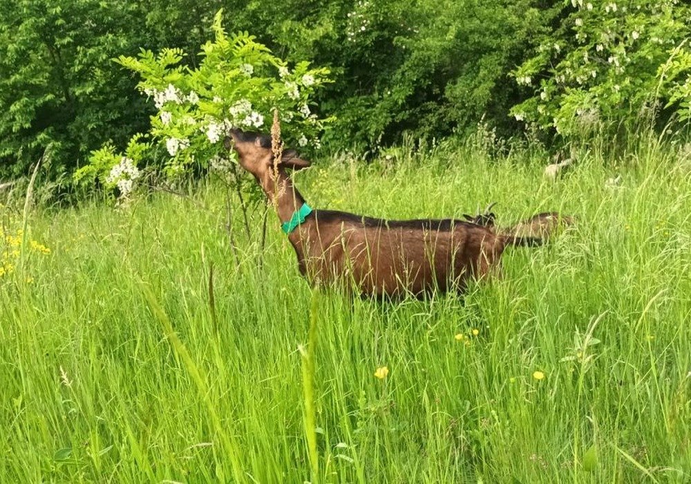Student la teologie şi crescător de caprine 258060
