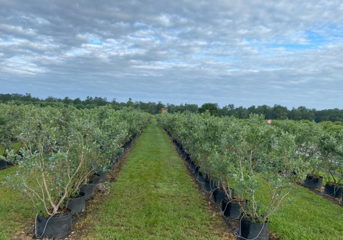 Sprijin pentru fermierii tineri 258357