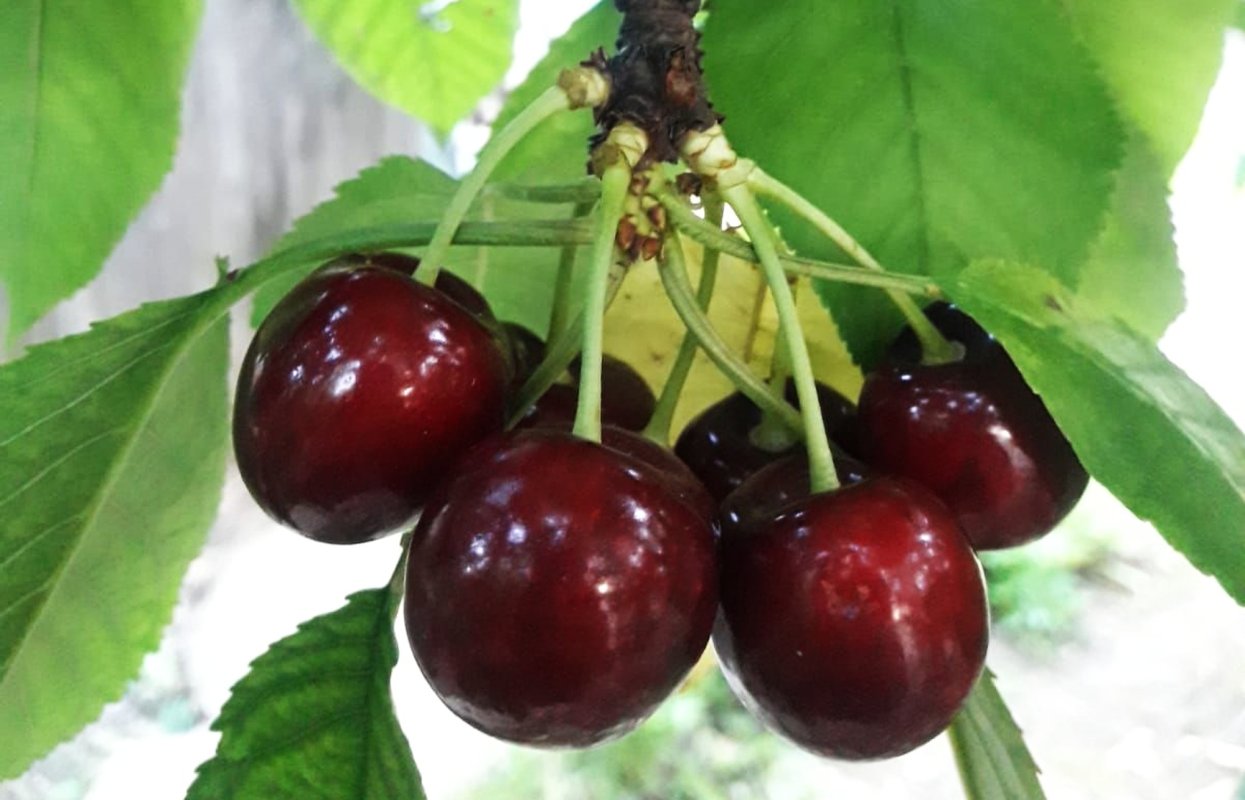 Beneficiile consumului de fructe proaspete 259019