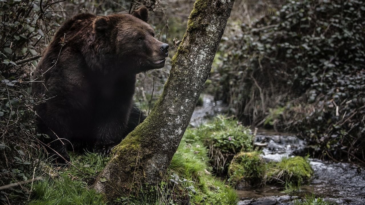 Urși în sate din sudul țării  259022