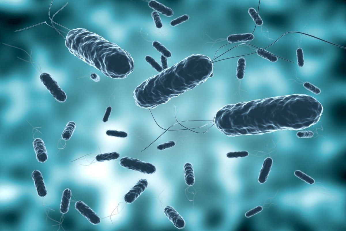 Recomandări de prevenire a holerei 259415