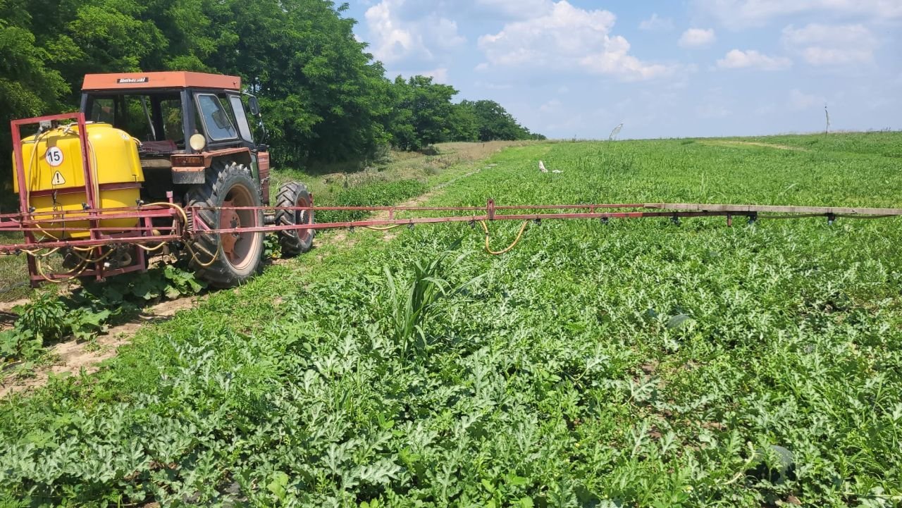 Pepenii de Dăbuleni vor apărea mai târziu în piețe  259835