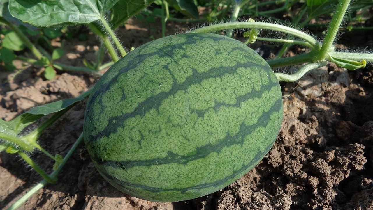 Pepenii de Dăbuleni vor apărea mai târziu în piețe  259836