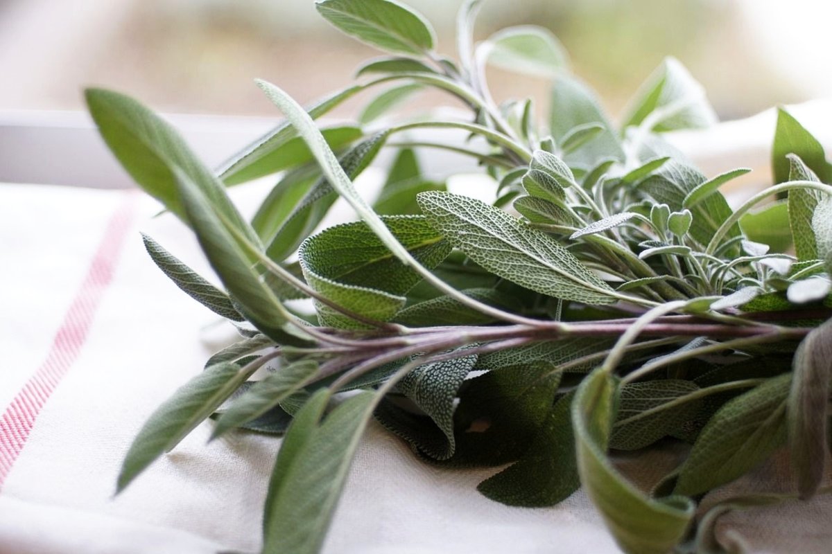 Salvia poate curăţa terenurile poluate sau radioactive 260413