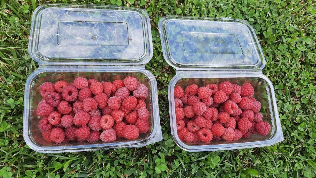 Întors din Germania pentru a investi într-o plantaţie de zmeur  262672