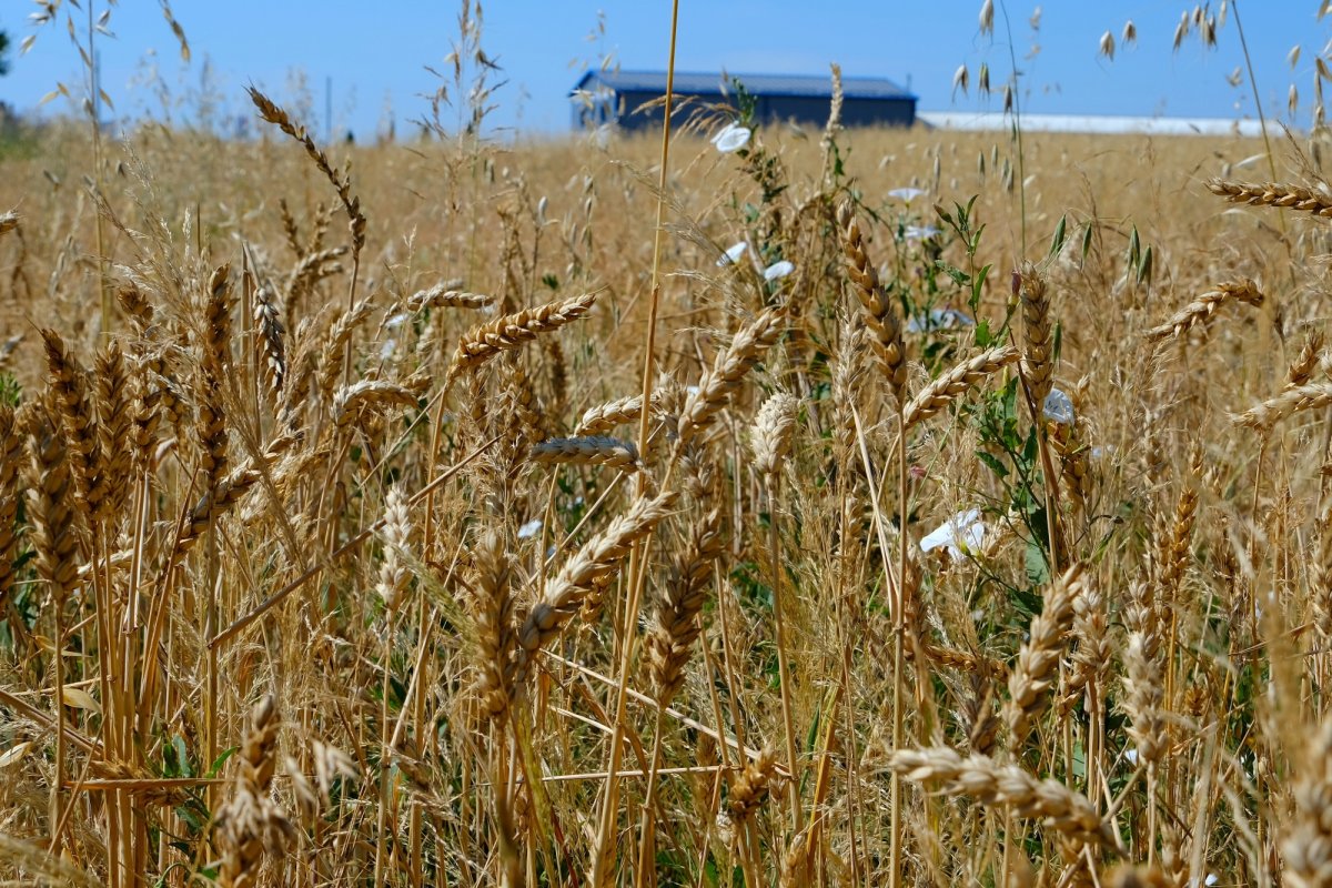 Preţul cerealelor ar putea creşte cu 15% 263011