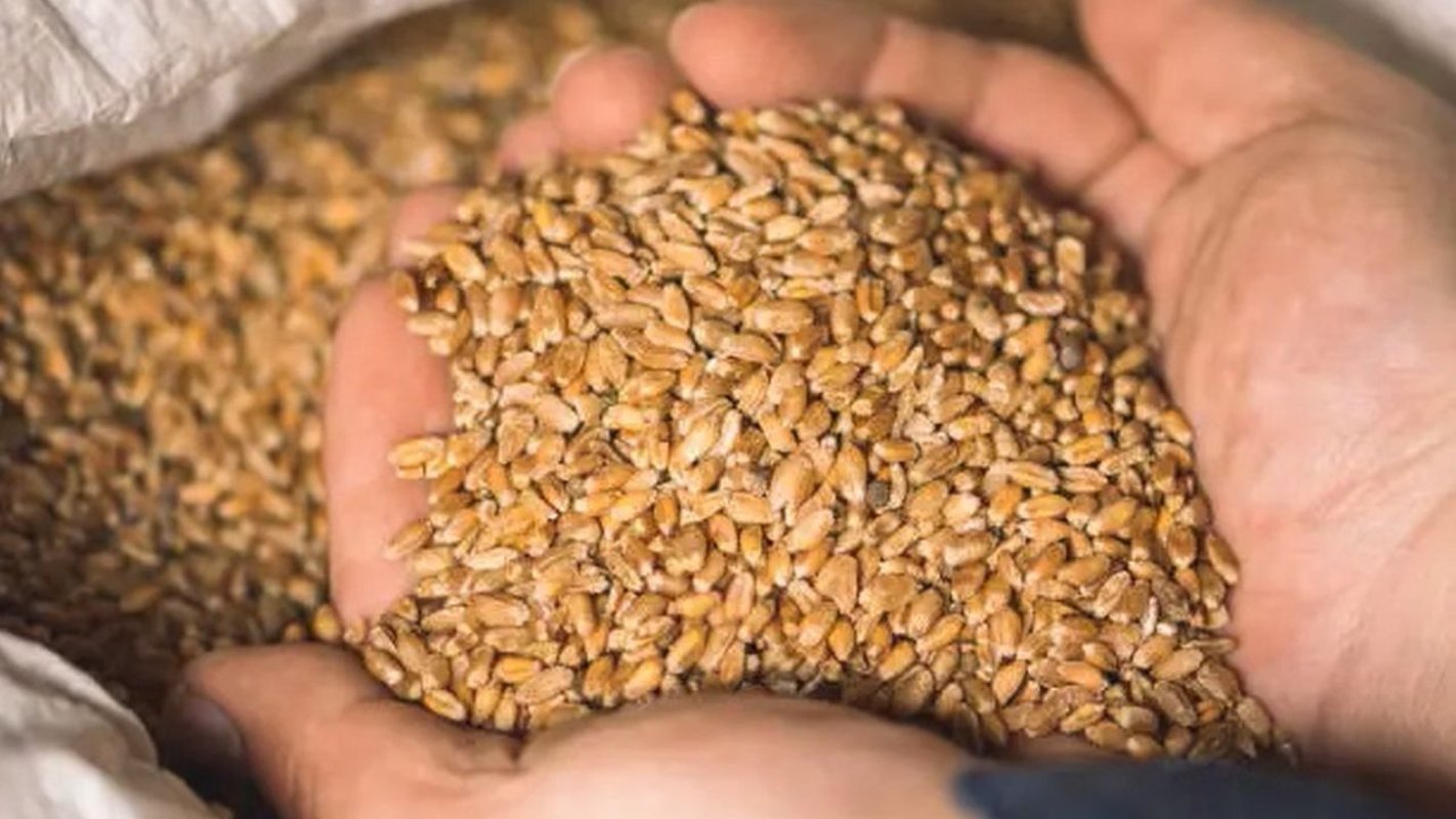 Fermierii români, blocați la exportul de cereale 263398