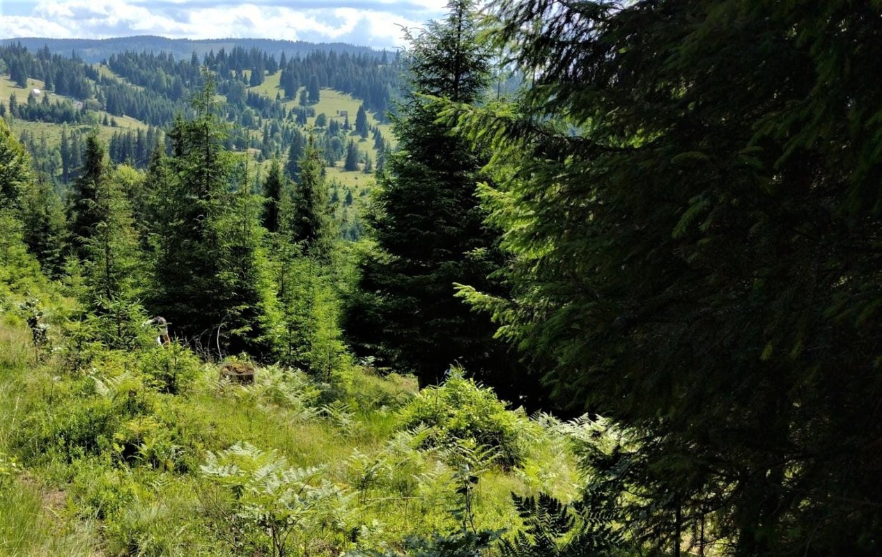 Noul Cod Silvic lansat în dezbatere publică 263716