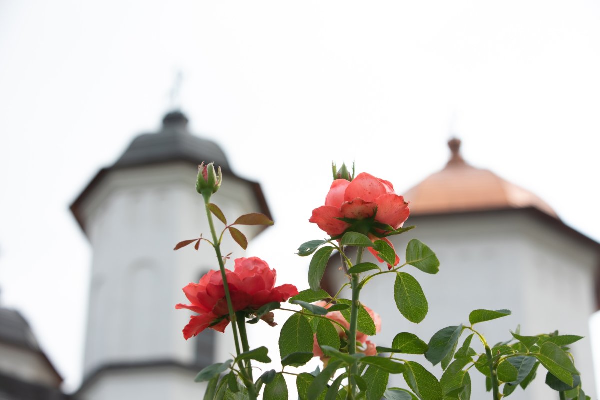 Sărbătorirea hramului istoric al vechii lavre monahale de la Cernica 264058