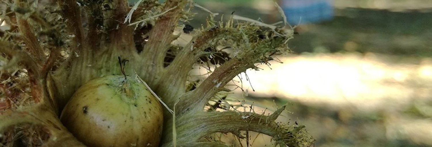 Anticorpii şi alergiile la alimente 264136