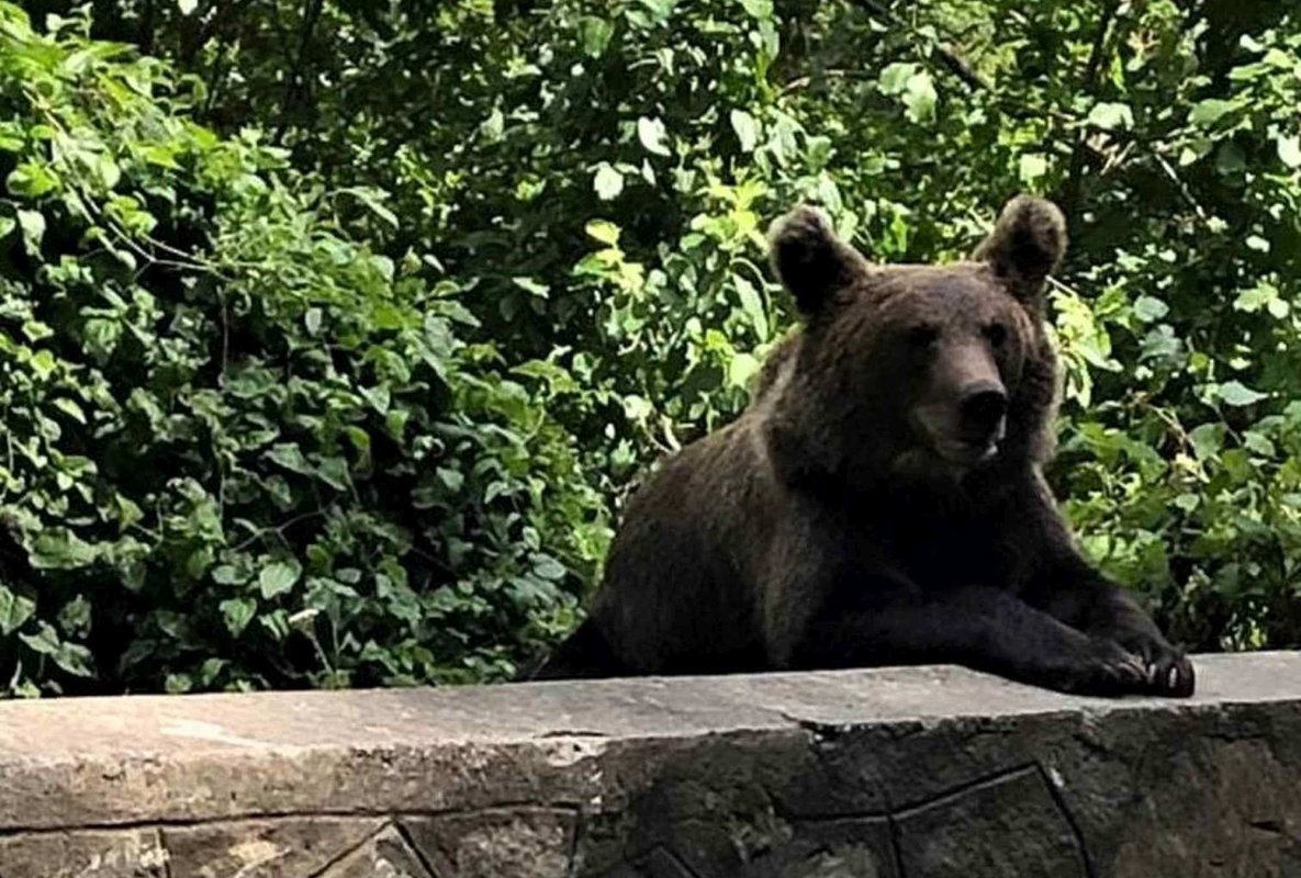 Tot mai mulţi urşi în zonele populate 265238