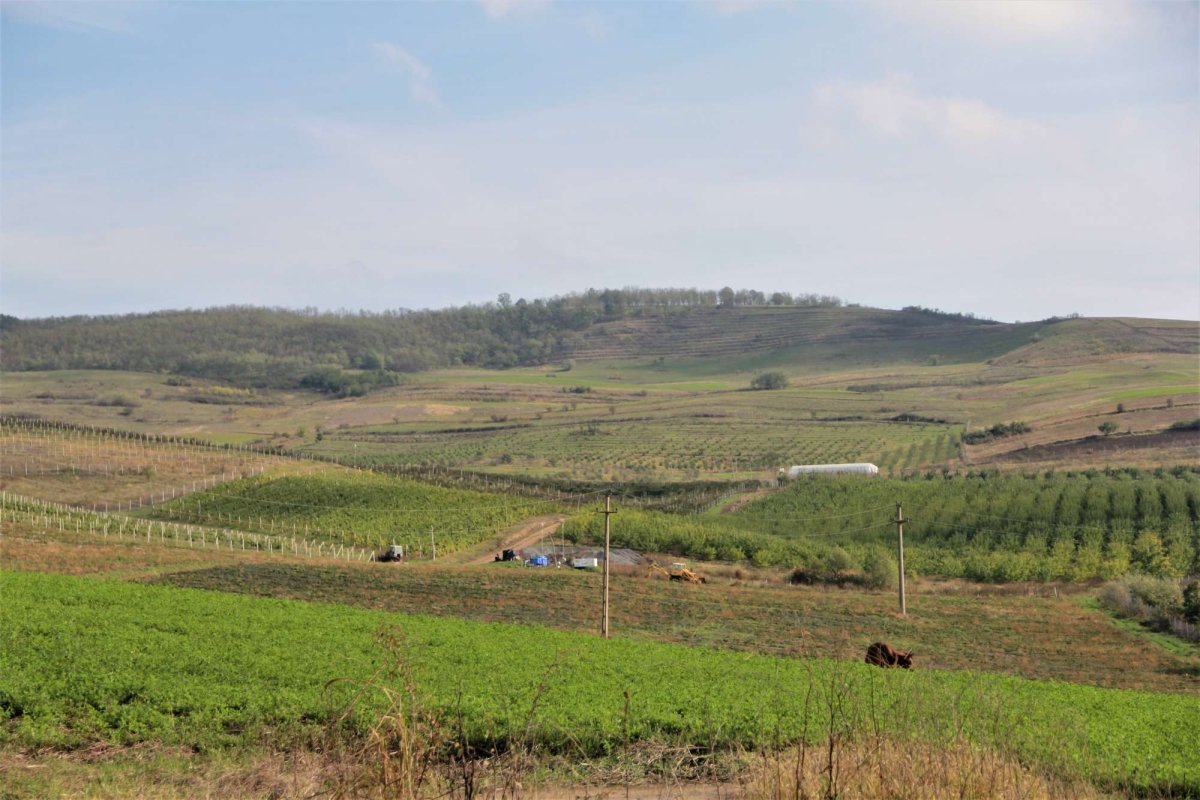 Fermierii pot cere subvențiile în avans pe cinci ani 265585