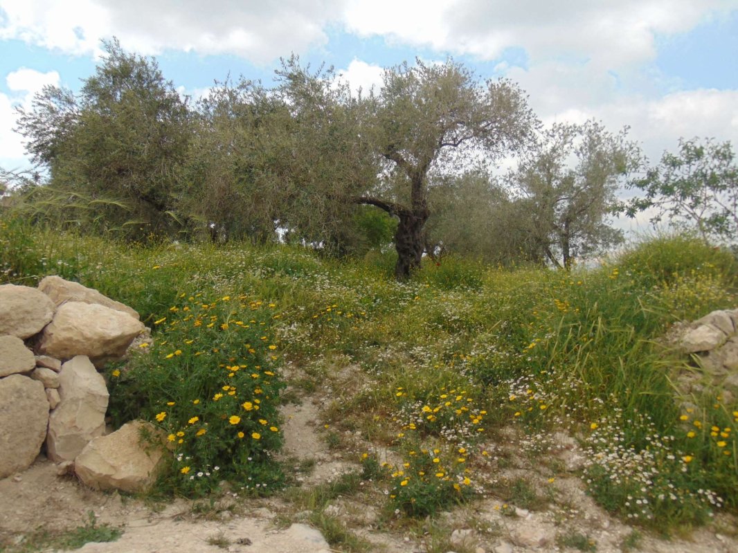 Peștera din Sevastia a Tăierii capului Sfântului Ioan Botezătorul  265943