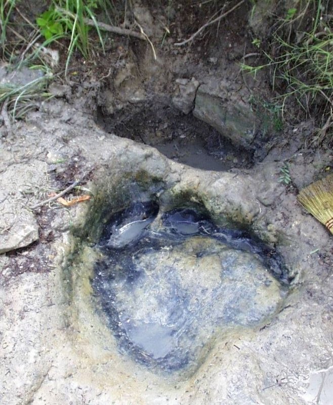 Urme de dinozaur scoase la iveală de secetă 267273