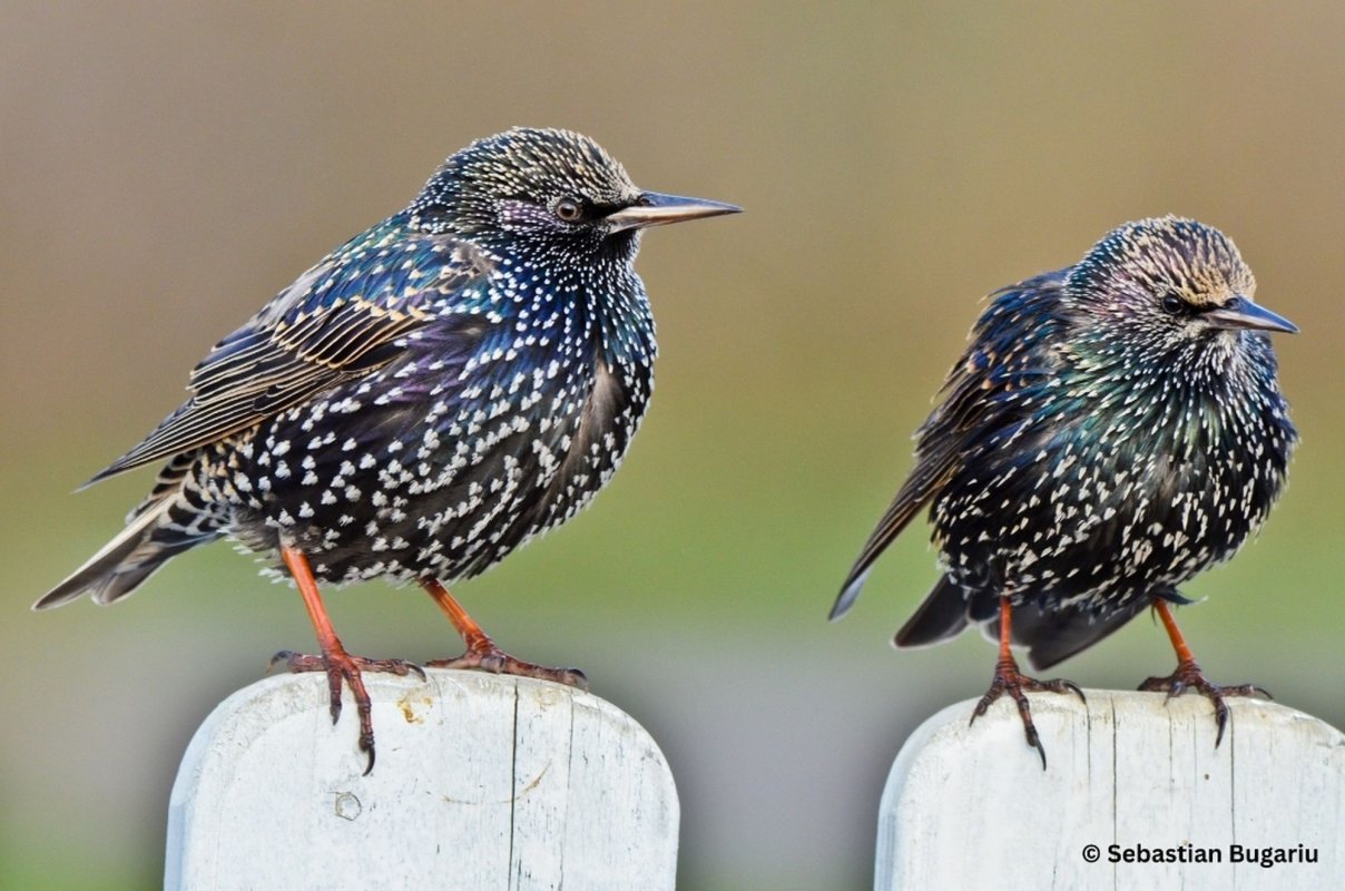 Bilanț al evenimentului de numărare a păsărilor 270672