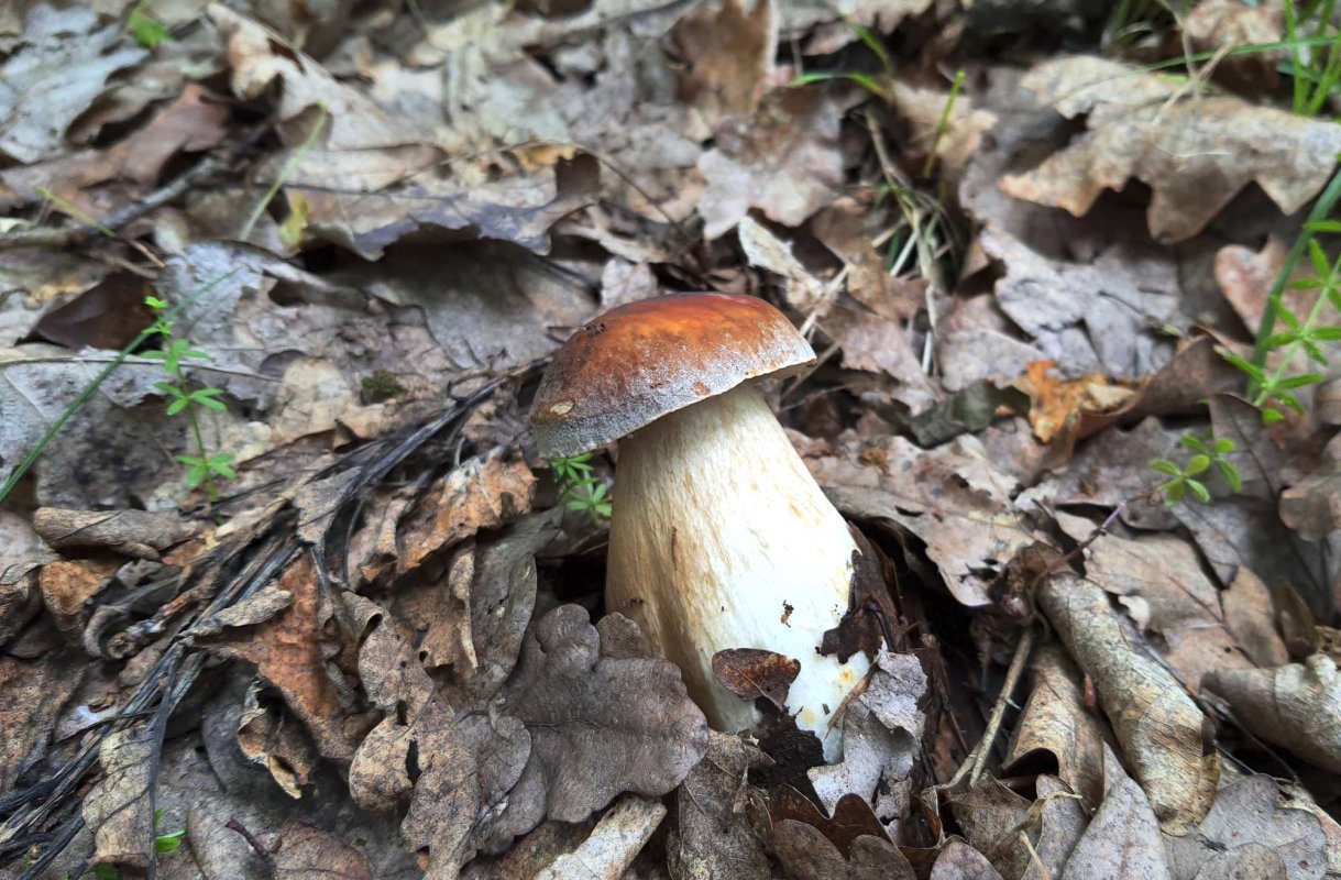 Nu consumați ciuperci de la vânzătorii ambulanți  270766